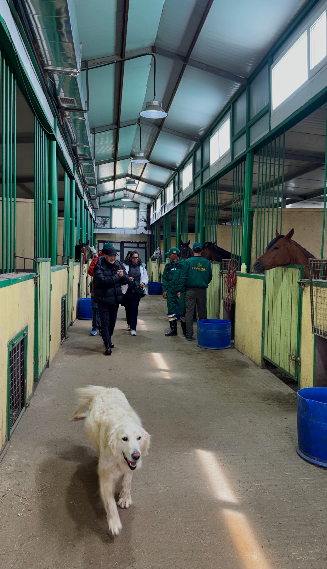 Moriton Veterinary Care Team