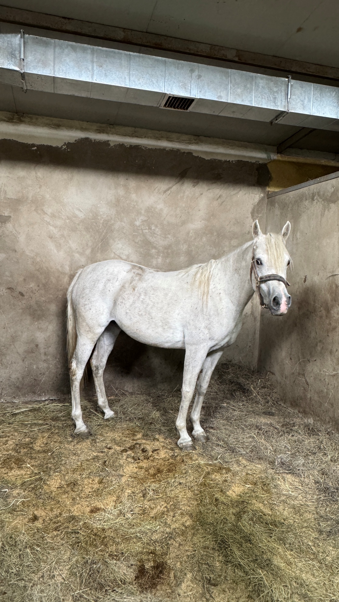 Equine Ultrasound and Lab Data